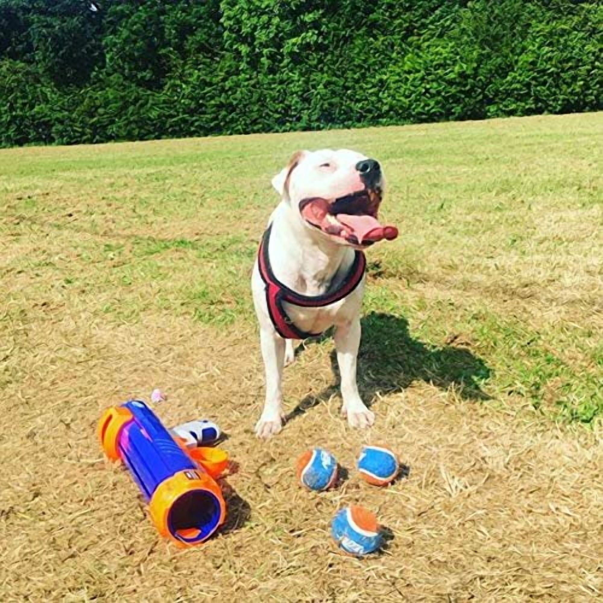 Nerf Dog Tennis Ball Blaster Dog Toy Blue/Orange, 16 Inch Compact Blaster with 1 Ball