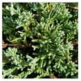 Blue Rug Juniper (2.5 Quart) Live Ground Cover Plants Drought