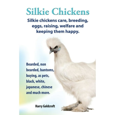 . Silkie Chickens. Silkie Chickens Care, Breeding,Eggs,Raising, Welfare And Keeping Them Happy. -