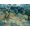 Unframed, variant on Art.com Olive Trees, 1889 Stretched Canvas Print Wall Art by Vincent van Gogh, 16" x 12"