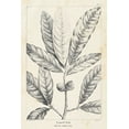 thumbnail image 2 of Nuttall, Thomas 11x14 White Modern Wood Framed Museum Art Print Titled - Vintage Laurel Oak Tree, 2 of 4