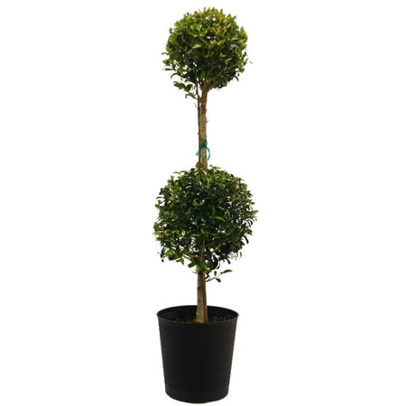 Eugenia Topiary 3pot - Walmart.com