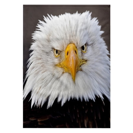 3dRose, Bald Eagles, Homer, Alaska - US02 AJE0019 - Adam Jones, 22x30 Bath Hand Pool Towel