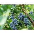thumbnail image 3 of Blueberry Plant - Live Plant in a 6 Inch Growers Pot - Grower's Choice Based on Health, Beauty and Season - Edible Fruit Bearing Tree for The Patio and Garden, 3 of 5