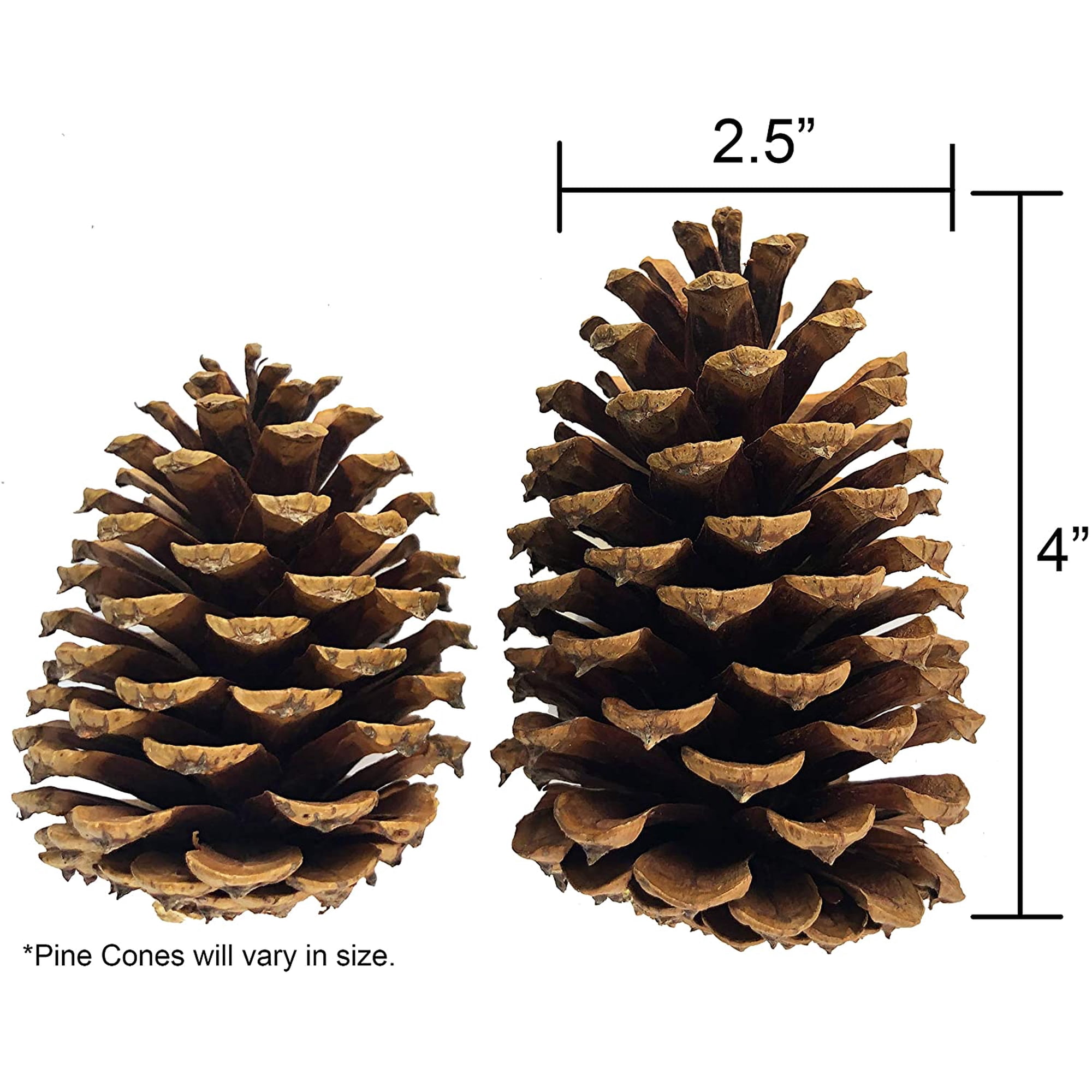 Lot De 20 Cônes De Pin Naturels - Taille 3-3,5 Pouces - Déco Nature, Bricolage, Artisanat - Neuf Fait Main USA
