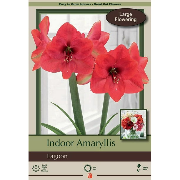 Lagoon Giant Dutch Amaryllis Large Bulb NEW