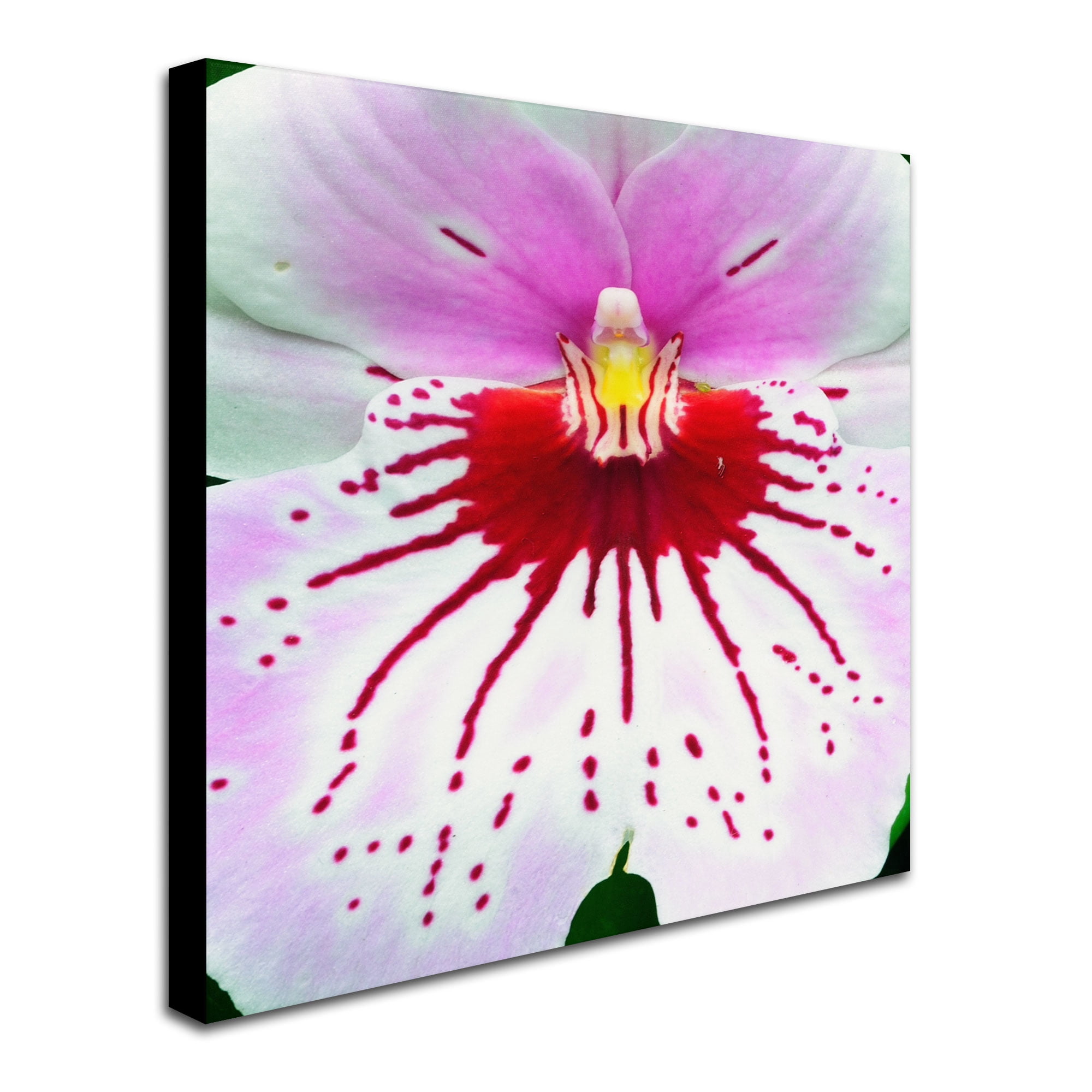 Trademark Fine Art "Mother Natures Imagination Orchid" Canvas Art by Kurt Shaffer
