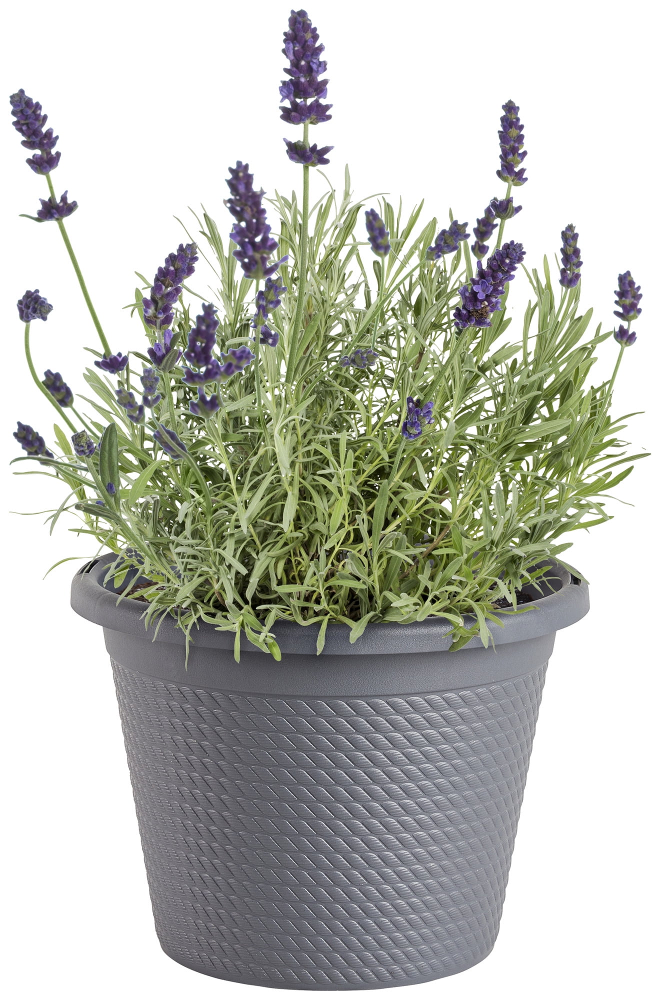 bantel's sensation snake plant cultivar name Sansevieria 'Bantel Sensation' – Serres Lavoie main image 0