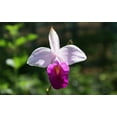 thumbnail image 2 of Pink Live Bamboo Orchid Plant Roots 1 Pk (2 Roots 2"-4" Long) Partial Shade, 2 of 7