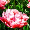 thumbnail image 2 of Easy to Grow Tulip Foxtrot 10 Plant Bulbs Double Group, Spring Zones 3-8, 2 of 6