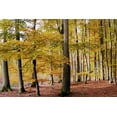 thumbnail image 2 of Allen, Kimberly 18x13 White Modern Wood Framed Museum Art Print Titled - Autumn Walk, 2 of 4