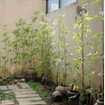 thumbnail image 5 of Artificial Bamboo Stem Faux Screen Plant Set of 10, 5 of 9