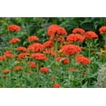 Maltese Cross Flower Seeds for Planting (50 Seeds)