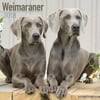 Weimaraner Calendar 2018 - Dog Breed Calendar - Wall Calendar 2017-2018