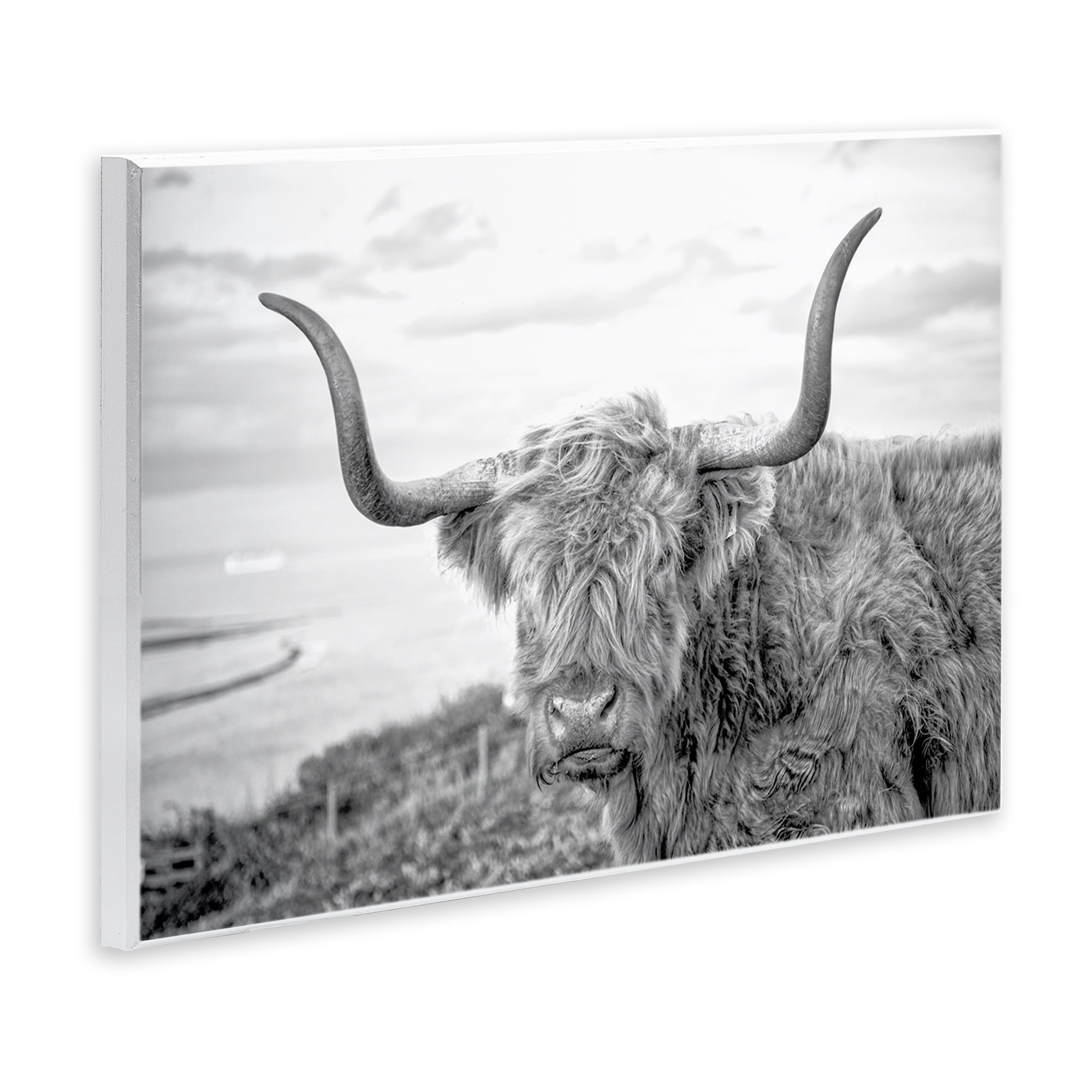 Stupell Industries Traditional Fuzzy Cattle Animals & Insects Photography Unframed Art Print Wall Art, 19 x 13