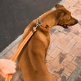 thumbnail image 5 of Rogz Utility Extra Large 1 Lumberjack Half-Check Reflective Dog Collar, Pink, 5 of 7