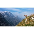thumbnail image 2 of Krivec, Ales 24x15 Gold Ornate Wood Framed with Double Matting Museum Art Print Titled - Alpine Ibex In The Mountains, 2 of 4