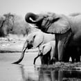 thumbnail image 2 of Papiorek, Nina 26x26 White Modern Wood Framed Museum Art Print Titled - Namibia Elephants, 2 of 4