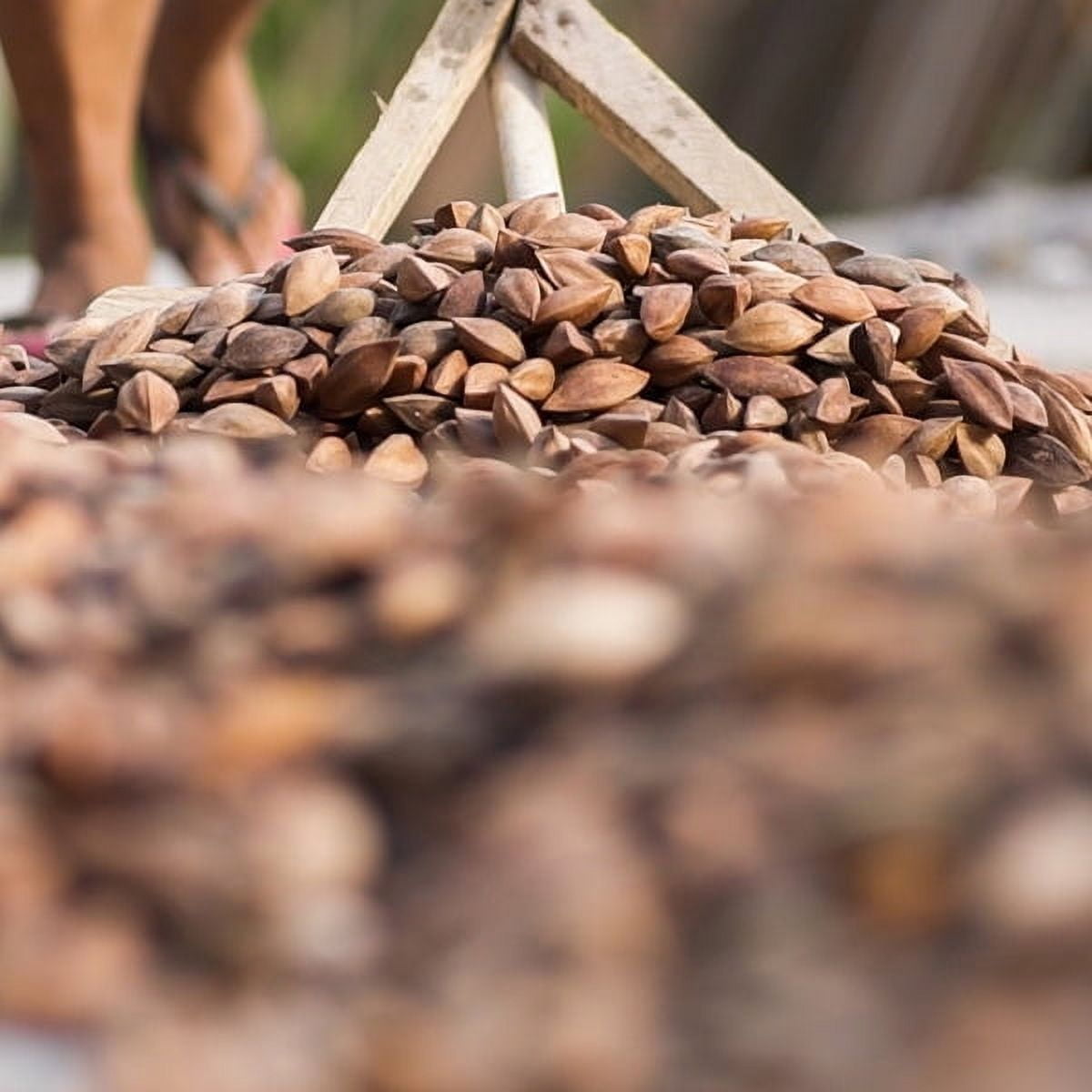 Pili Hunters Wild Sprouted Pili Nuts, Fried in Avocado Oil