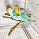 thumbnail image 3 of Soporte de madera para pájaros, soporte para palos, soporte para perchas de madera para pájaros, accesorios para jaulas de pájaros calientes, loros, 3 of 6