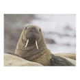 thumbnail image 2 of Walrus (1000 Piece Puzzle, Size 19x27, Challenging Jigsaw Puzzle for Adults and Family, Made in USA), 2 of 4