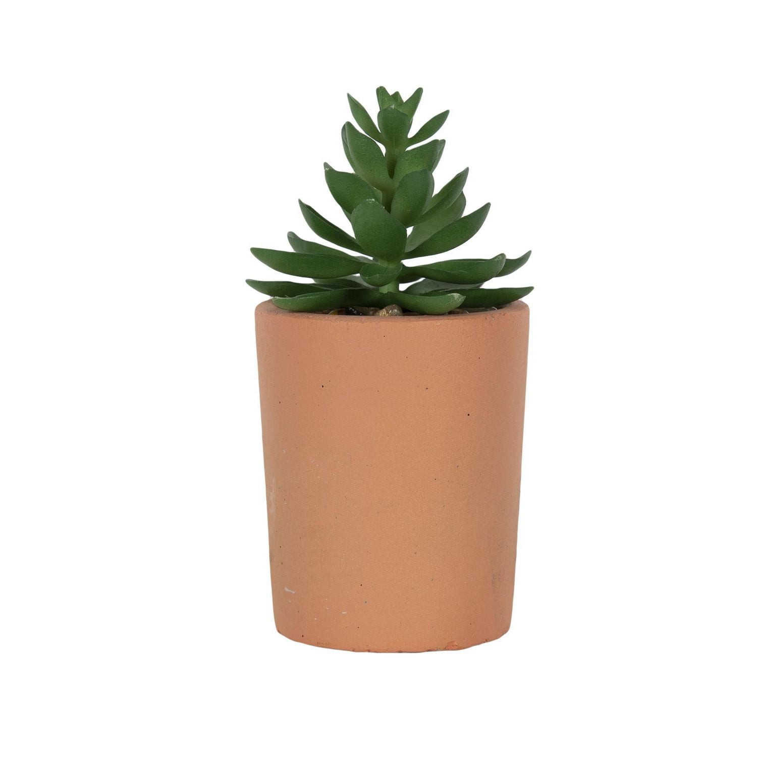 Grande plante succulente dans un pot en terre cuite Mantu