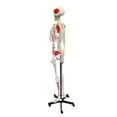 thumbnail image 2 of MonMed | Medical Skeleton Model Life Size Human Skeleton Model, Numbered, 2 of 7