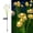 A, variant on Solar Jellyfish Garden Light, IP65 Waterproof Color Changing Outdoor Stake Light, 65cm Tall Landscape for Pathway Patio Lawn, Auto On/Off