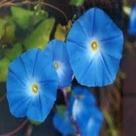 50 HEAVENLY BLUE MORNING GLORY Imopea Tricolor Vine Flower (Best Way To Take Morning Glory Seeds)