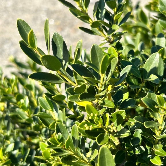 Hoogendorn Holly - Ilex crenata 'Hoogendorn'