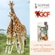 thumbnail image 2 of Set de la Fundación Toy Sophie la girafe para la conservación de jirafas, 2 of 7