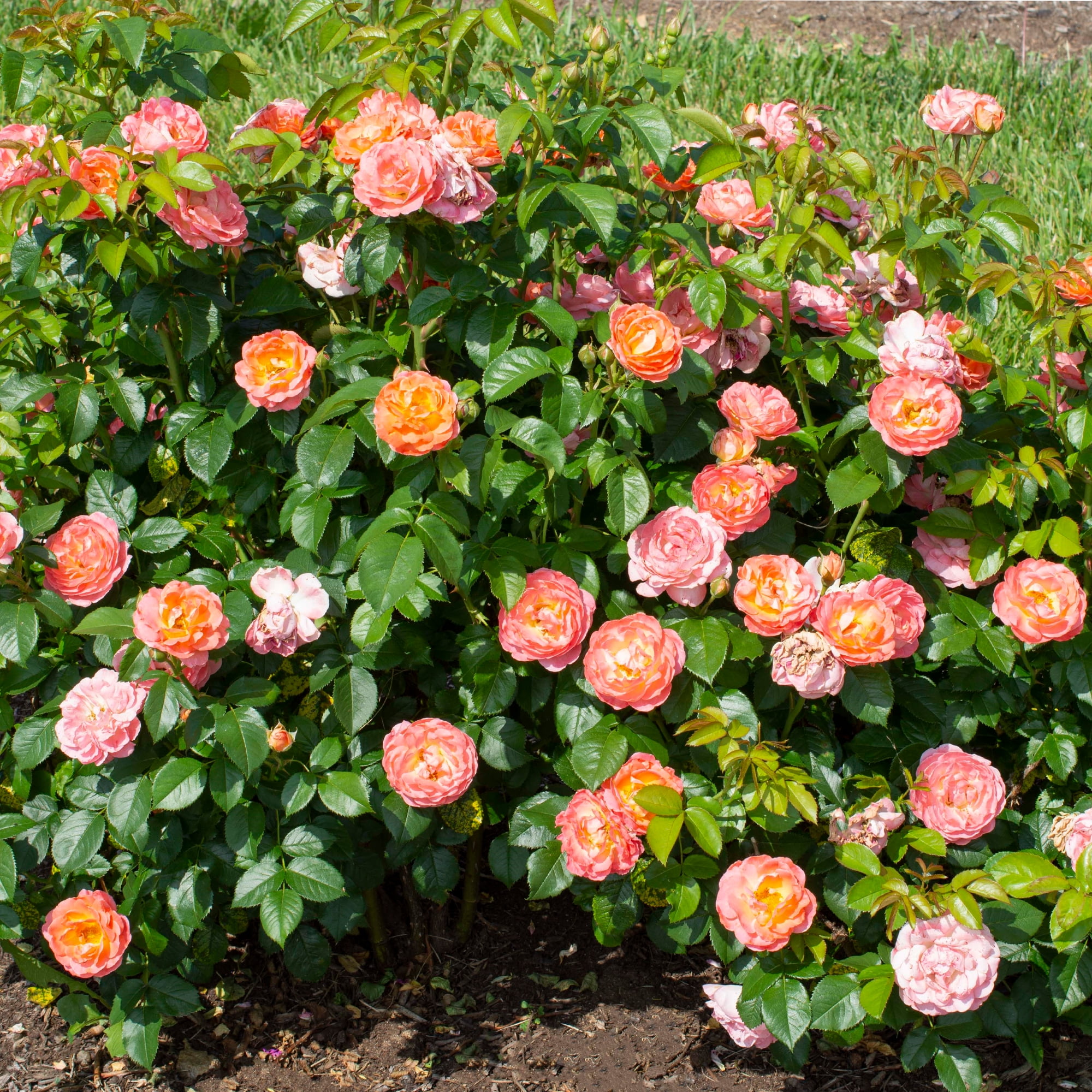 The Knock Out® Family of Roses 'The Orange Glow Knock Out® Rose' Live Shrub in 2-Gallon Grower Pot