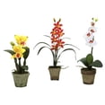thumbnail image 1 of Mélange d'Orchidées en Pot (Lot de 3), 1 of 4