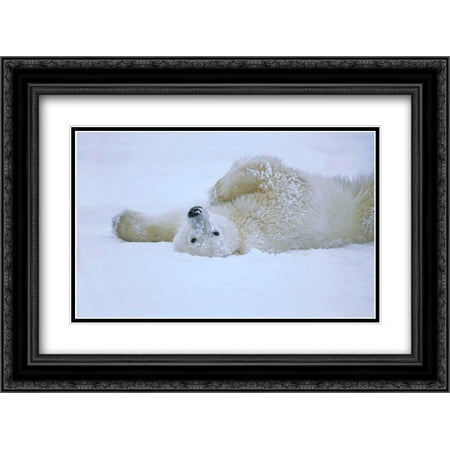 Black Rolling Frame (Polar Bear rolling in snow, Hudson Bay, Canada 2x Matted 24x18 Black Ornate Framed Art Print by Wothe,)