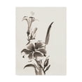 thumbnail image 1 of Trademark Fine Art 'Sumi Daylily III' Canvas Art by Chris Paschke, 1 of 3