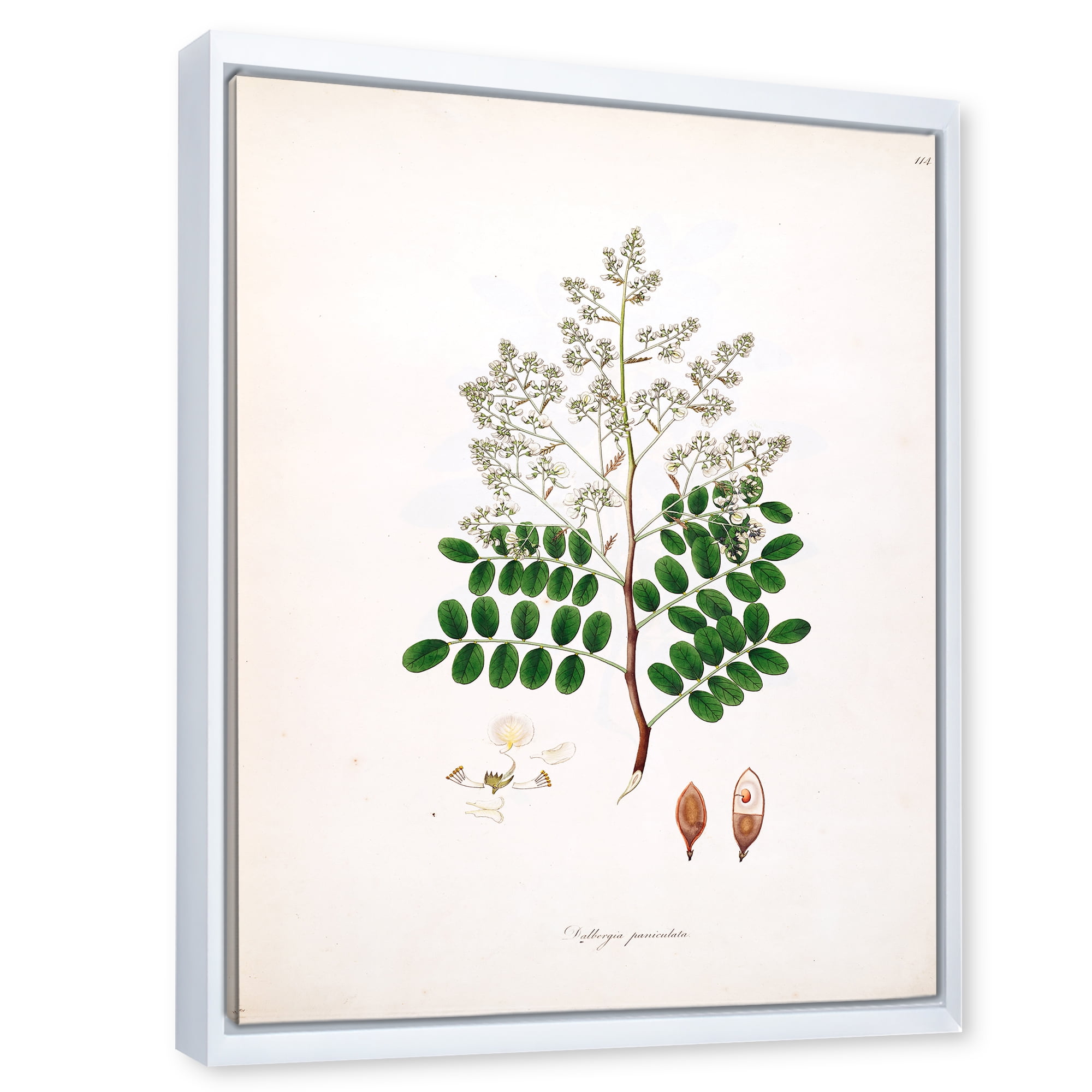 Ancient Botanicals XII 30 in x 40 in Framed Painting Canvas Art Print, by Designart