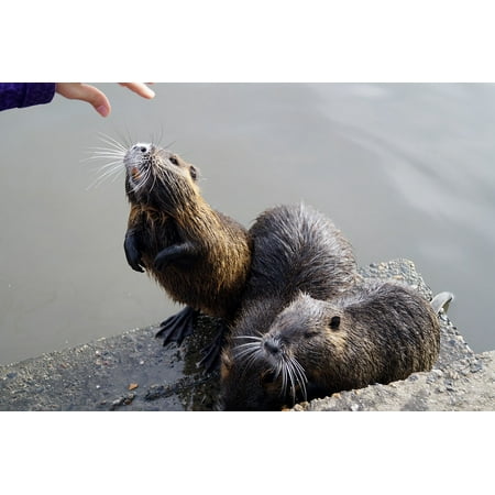 Hungry Animal - LAMINATED POSTER Begging Aquatic Animal Feeding Hungry Nutria Rat Poster 24x16 Adhesive Decal
