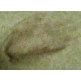 thumbnail image 5 of oneOone Cotton Poplin Light Green Fabric Texture Sewing Craft Projects Fabric Prints By Yard 42 Inch Wide, 5 of 5
