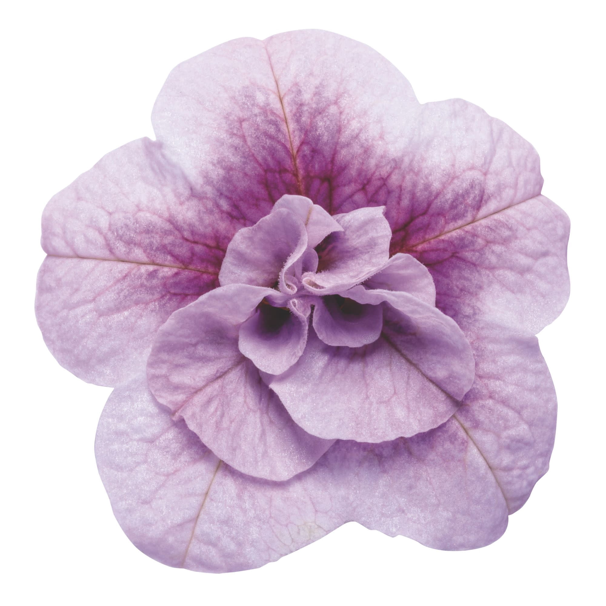 Proven Winners 4" Purple Superbells Double Twilight Calibrachoa Live Plant in 4.25" Pot (4 Count)