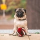 thumbnail image 2 of Pet Dog Sniff Toy Puppy Plaything Colorful Pet Dog Masticando juguete de comedero lento, 2 of 6