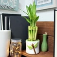 Live Lucky Bamboo Plants Ten Each 4", 6" & 8" Stalks with 2 Free Bottles of Lucky Bamboo