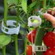 thumbnail image 4 of Eigraketly Clips de retención Conexiones de protección reutilizables Herramientas de sujeción Suministros de jardinería agrícola Cultivo de Jardín y Patio, 4 of 6