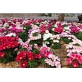 thumbnail image 3 of 500 DOUBLE DEUCES GODETIA Grandiflora Clarkia Amoena Mixed Colors & Bicolor Flower Seeds, 3 of 11