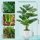 thumbnail image 4 of Planta artificial Der Rose Monstera de 70 cm con maceta blanca, 4 of 7