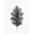 thumbnail image 2 of Allen, Kimberly 25x32 White Modern Wood Framed Museum Art Print Titled - Acanthus Leaf 1, 2 of 4