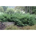 thumbnail image 3 of Juniper Nicks Compacta - 40 Live Plants - Juniperus Chinensis - Drought Tolerant Cold Hardy Evergreen Ground Cover, 3 of 6