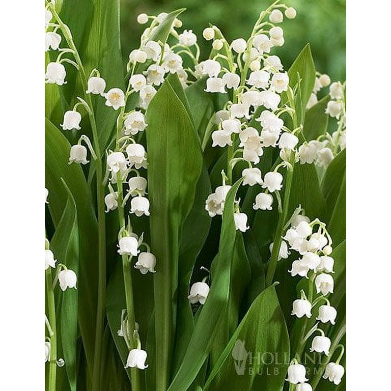 Lily of the Valley 1QT