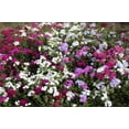 thumbnail image 4 of 100 Mixed Colors DRUMMOND PHLOX MIX Pink, Red, & White Phlox Drummondii Flower Seeds, 4 of 11