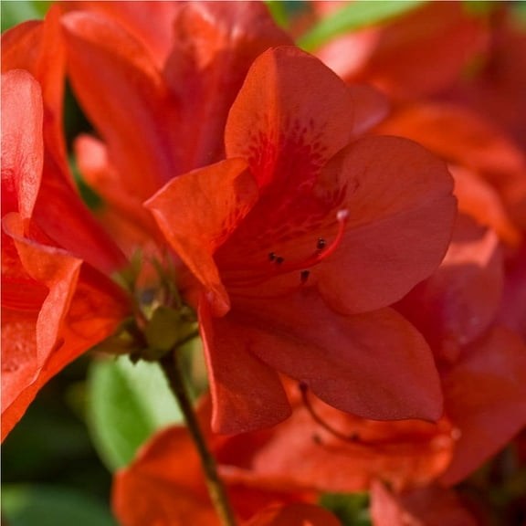 Encore Azalea Autumn Bravo (1 Gallon) Red Flowering Shrub - Full Sun Live Outdoor Plant