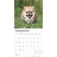 thumbnail image 4 of Pomeranians 2025 12 X 24 Inch Monthly Square Wall Calendar Plastic-Free (Wall), 4 of 9